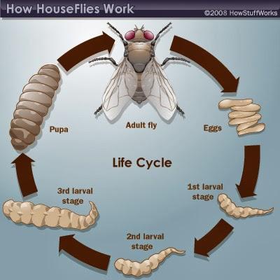 Introducción a los ciclos de vida
