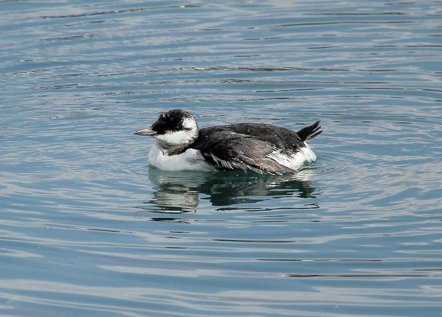 LLEGAN LOS PRIMEROS ARAOS