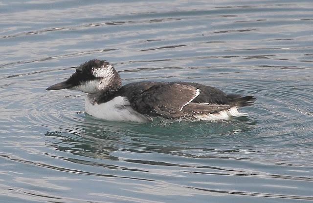 LLEGAN LOS PRIMEROS ARAOS