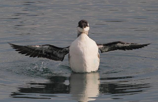 LLEGAN LOS PRIMEROS ARAOS