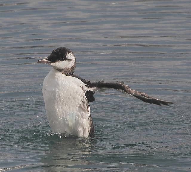LLEGAN LOS PRIMEROS ARAOS