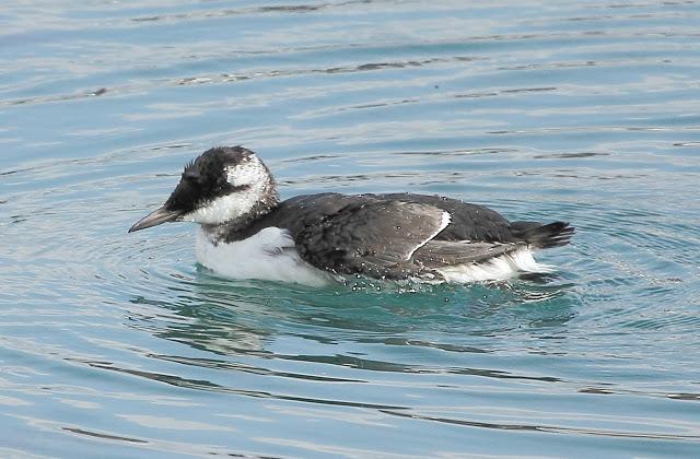 LLEGAN LOS PRIMEROS ARAOS