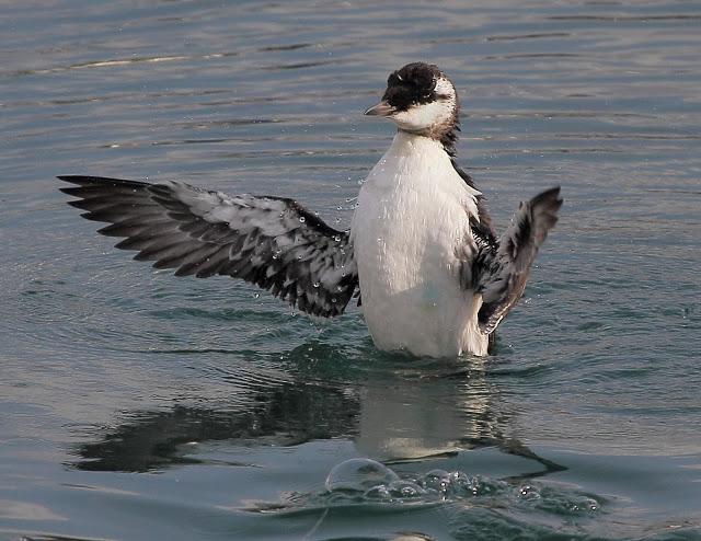 LLEGAN LOS PRIMEROS ARAOS
