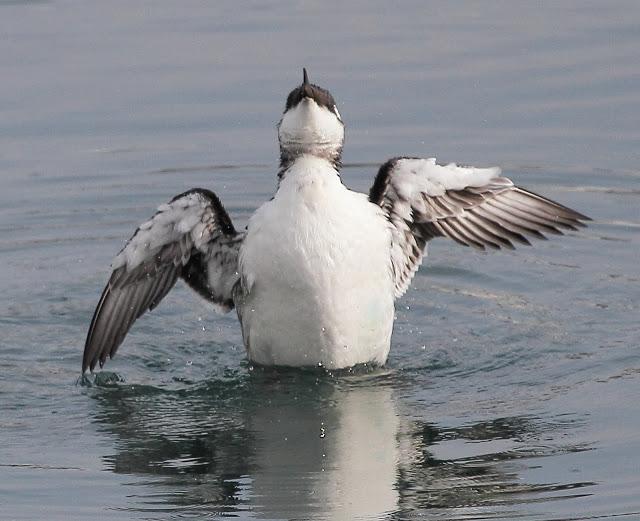 LLEGAN LOS PRIMEROS ARAOS