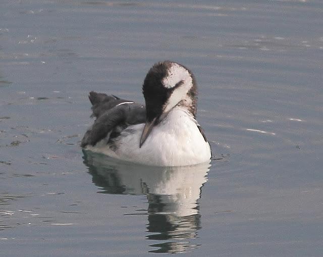 LLEGAN LOS PRIMEROS ARAOS