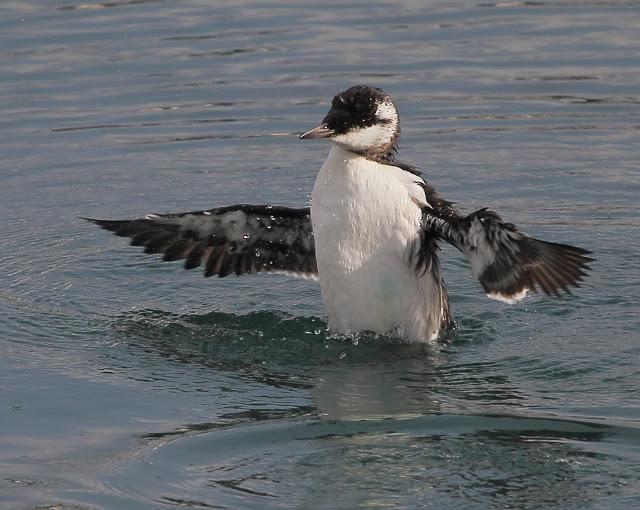 LLEGAN LOS PRIMEROS ARAOS