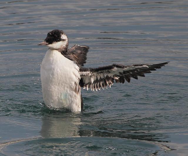 LLEGAN LOS PRIMEROS ARAOS