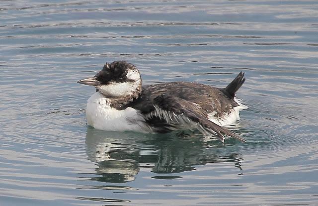 LLEGAN LOS PRIMEROS ARAOS