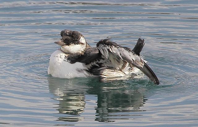 LLEGAN LOS PRIMEROS ARAOS
