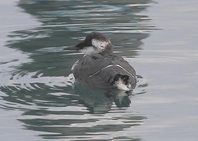 LLEGAN LOS PRIMEROS ARAOS