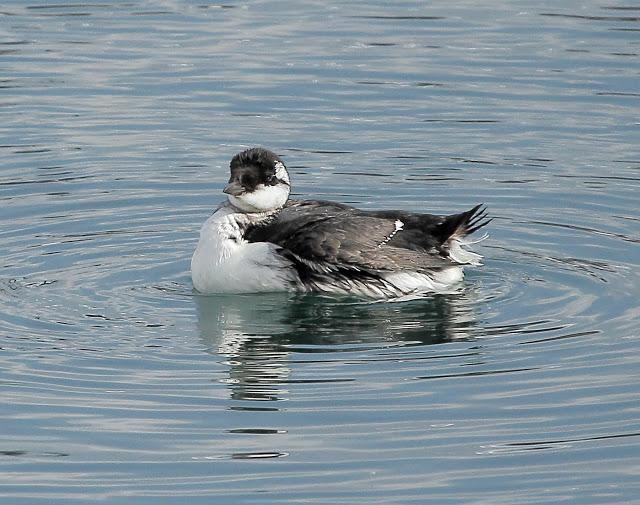 LLEGAN LOS PRIMEROS ARAOS