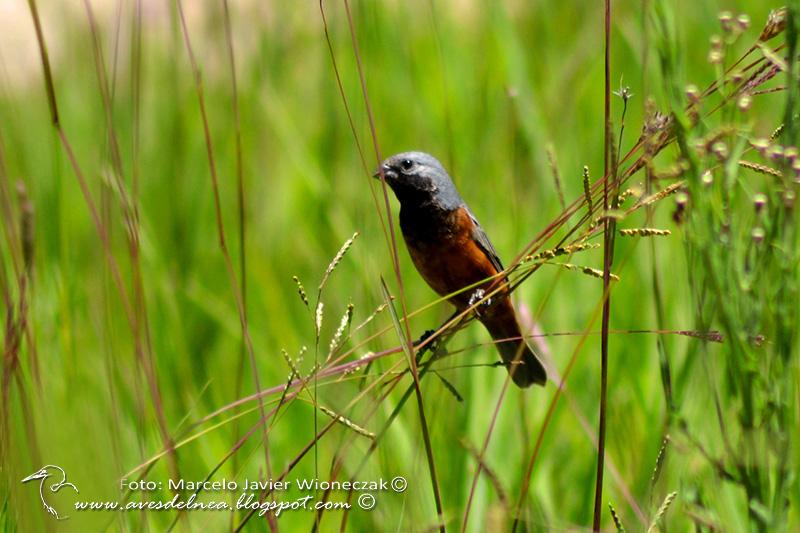 Capuchino garganta café (Dark-throated Seedeater) Sporophila ruficollis