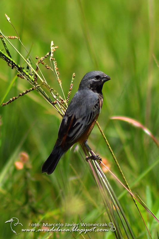 Capuchino garganta café (Dark-throated Seedeater) Sporophila ruficollis