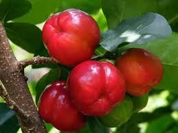 acerola2 Acerola: una baya rica en vitamina C y antioxidantes