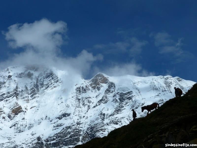 mulas en Annapurna