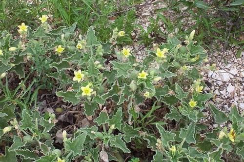 las-plantas-del-diablo-pepinillo