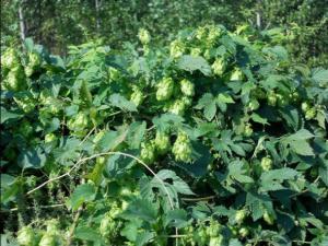 HUMULUS LUPULUS megustaelmedionatural