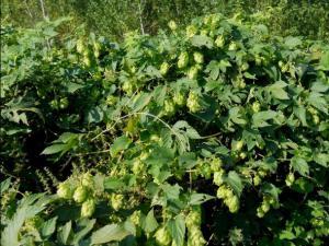 HUMULUS LUPULUS 01 megustaelmedionatural
