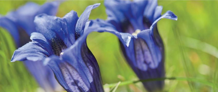 FLOR DE BACH GENCIANA