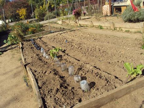 UN EXPERIMENTO EN EL HUERTO