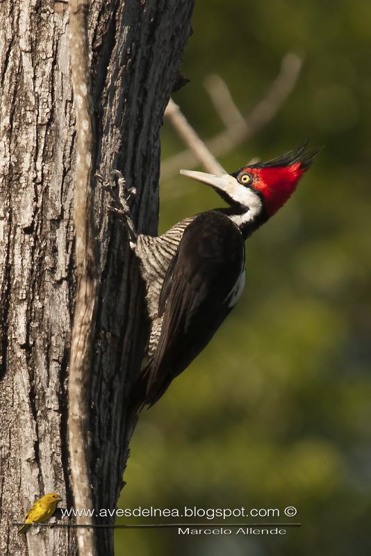 Carpintero garganta negra (Crimson-crested Woodpecker) Campephilus melanoleucos ♀