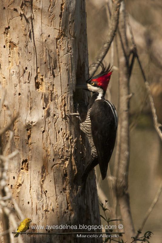 Carpintero garganta negra (Crimson-crested Woodpecker) Campephilus melanoleucos ♀