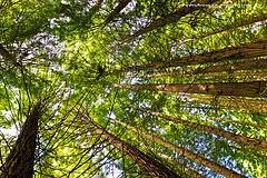 Monumento Natural de las Sequoias