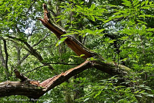 Monumento Natural de las Sequoias