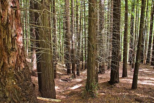 Bosque de Secuoias