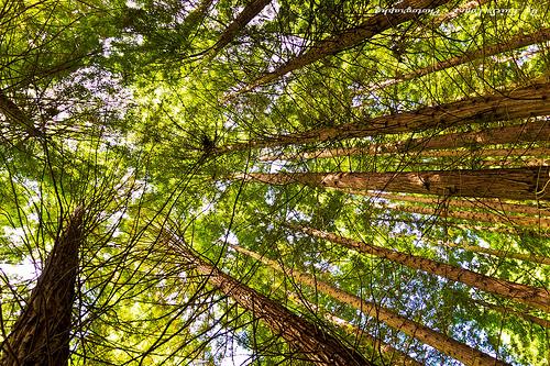Monumento Natural de las Sequoias