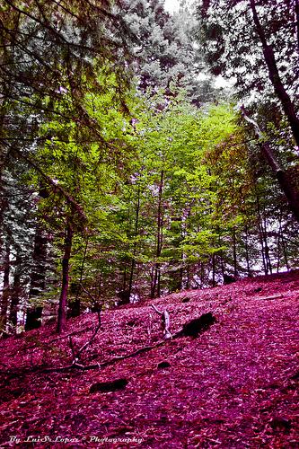 Monumento Natural de las Sequoias