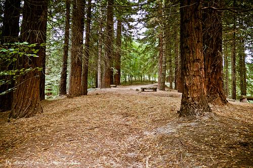 Monumento Natural de las Sequoias
