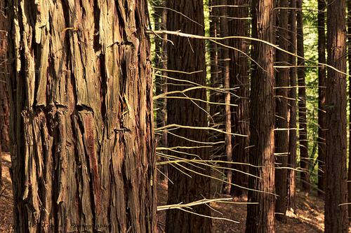 Monumento Natural de las Sequoias