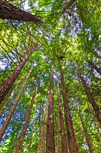 Monumento Natural de las Sequoias