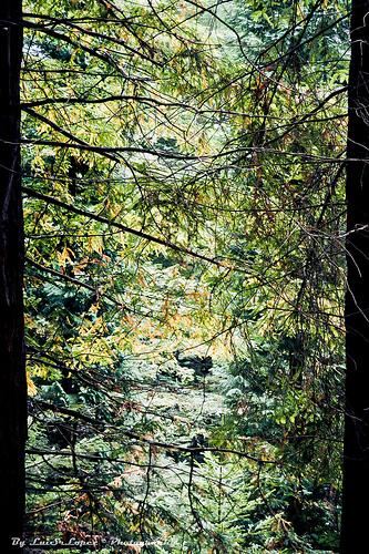 Monumento Natural de las Sequoias