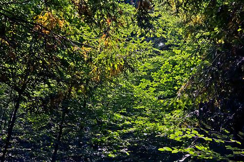 Monumento Natural de las Sequoias