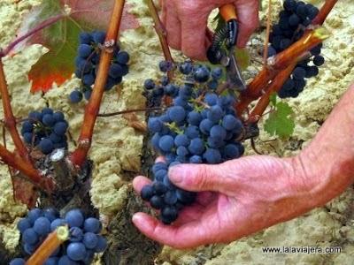 Vientos de  vendimia en La Rioja Alavesa