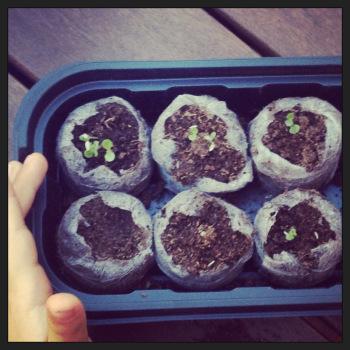 Nuestros brotes de lechuga