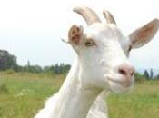 Consiguen leche cabra rica Omega