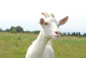 Consiguen leche de cabra rica en Omega 3. cabra en el campo