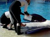 SeaWorld mantiene semen orca asesina Tilikum