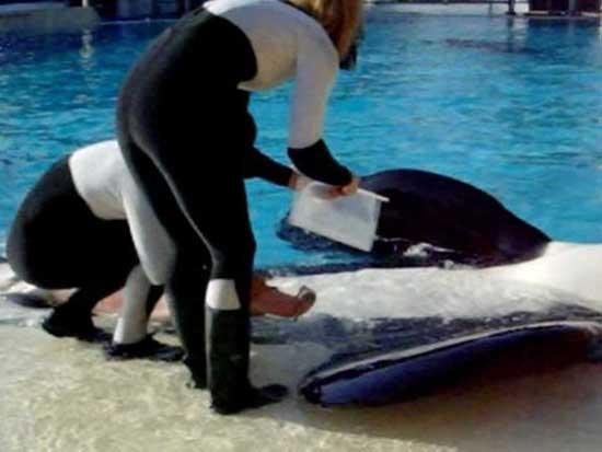 recogida de esperma de la orca Tilikum