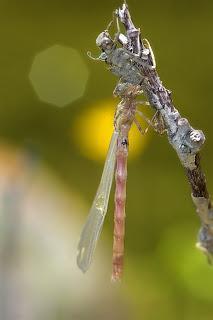Para ampliar Pyrrhosoma nymphula (Sulzer, 1776) Caballito del diablo, aguja hacer clic