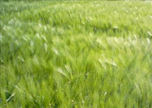 Cereales megustaelmedionatural