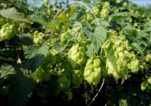 Humulus lupulus megustaelmedionatural