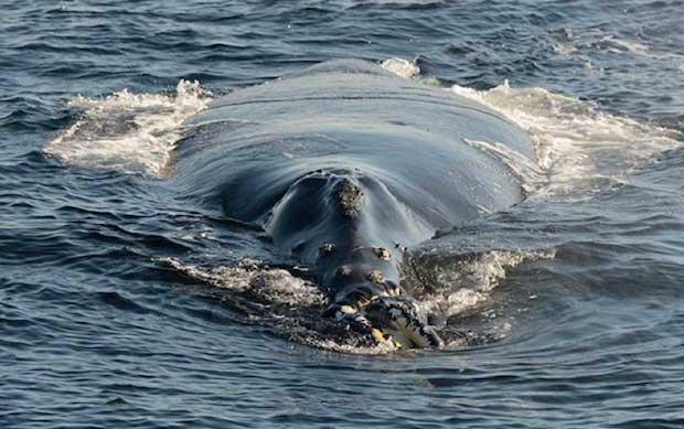 ballena franca del Pacífico Norte avistada en Canadá