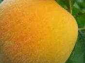 Poesía: melocotones inmortales