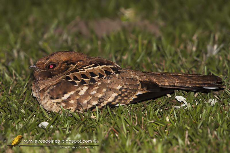 Curiango (Pauraque) Nyctidromus albicollis