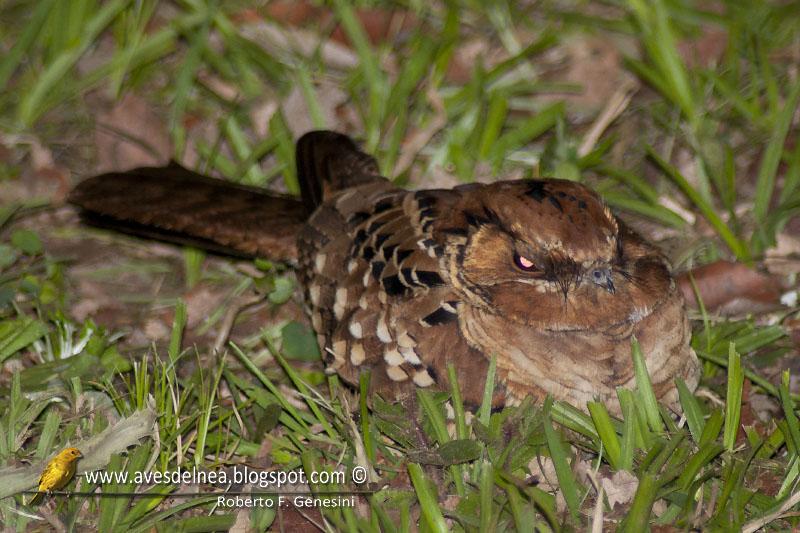 Curiango (Pauraque) Nyctidromus albicollis