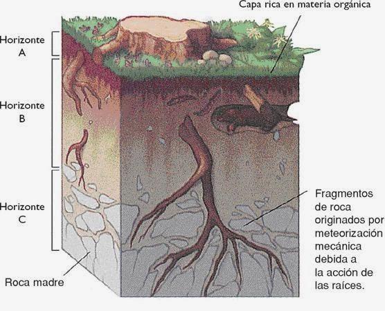 La roca madre, apuntes para curiosos, estudiantes y otros animales